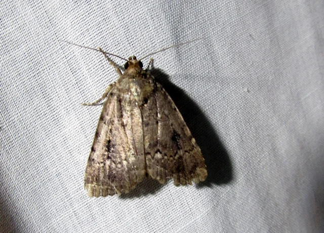Amphipyra berbera/pyramidea