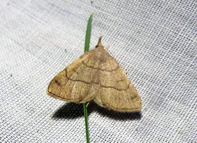Paracolax tristalis - sárgás karcsúbagoly