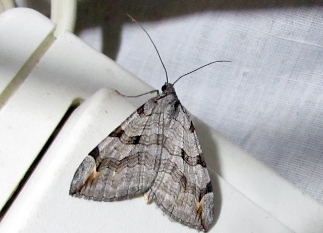 Aplocera efformata/plagiata