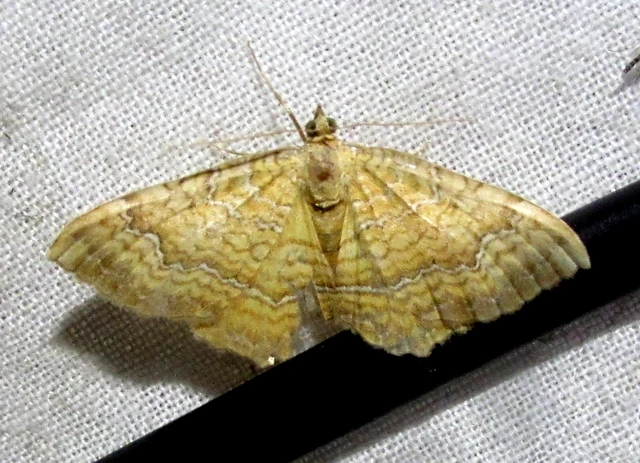 Camptogramma bilineata - kétvonalas sávosaraszoló