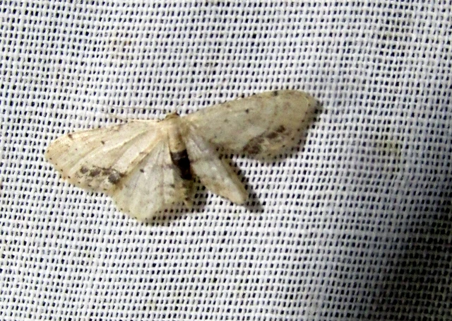 Idaea dimidiata - gyakori apróaraszoló