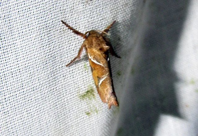 Triodia sylvina - kis gyökérrágólepke