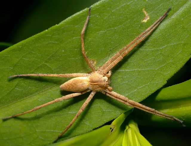 Pisaura mirabilis - csodáspók