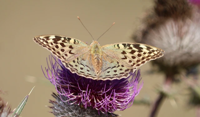 Argynnis pandora - zöldes gyöngyházlepke