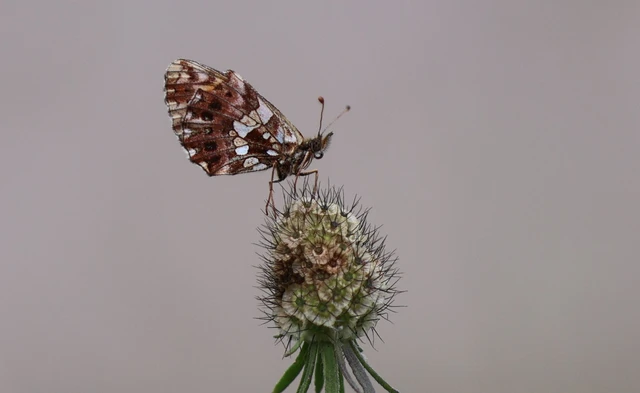 Boloria dia - kis gyöngyházlepke