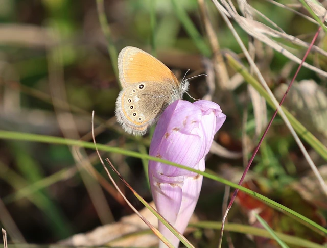 Coenonympha glycerion - közönséges szénalepke