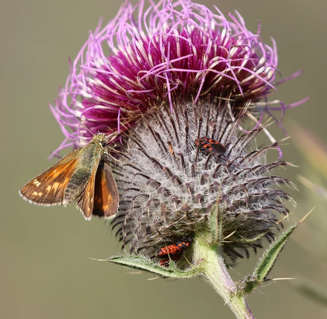Hesperia comma - vesszős busalepke