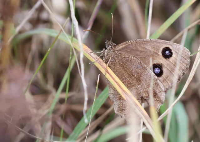Minois dryas - fekete szemeslepke