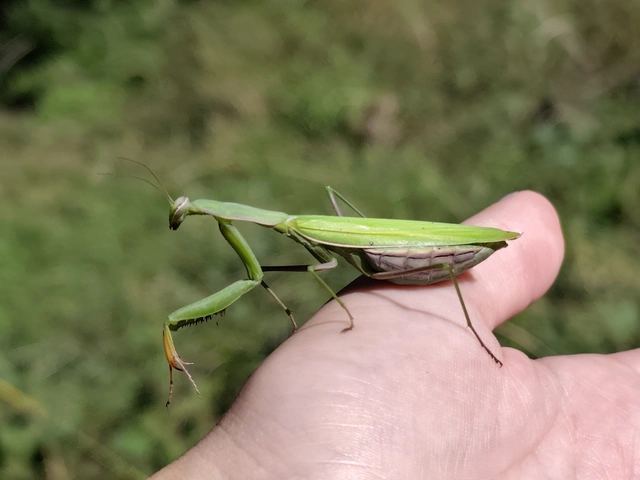 Mantodea - Fogólábúak