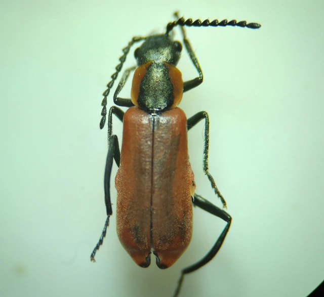 Anthocomus rufus - őszi bibircsesbogár