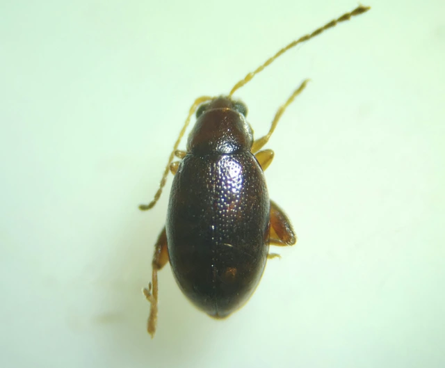 Longitarsus