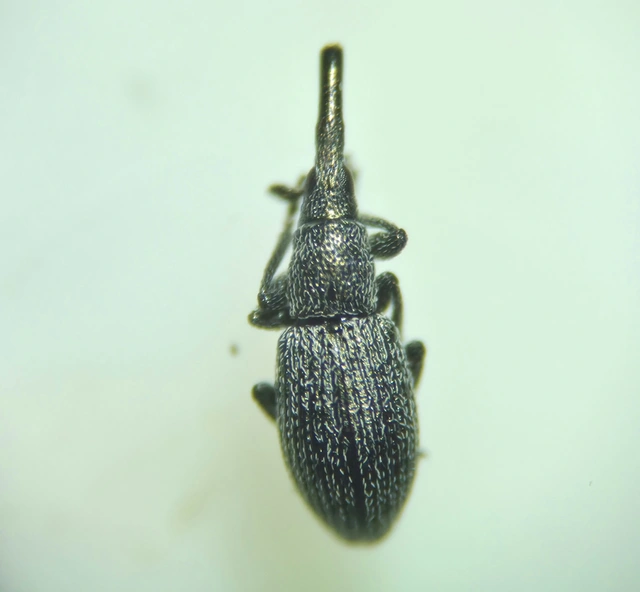 Helianthemapion velatum - ércszínű cickányormányos
