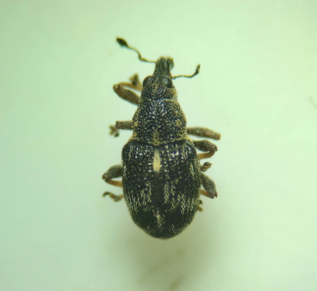 Rhinoncus perpendicularis - foltoshátú keserűfű-ormányos
