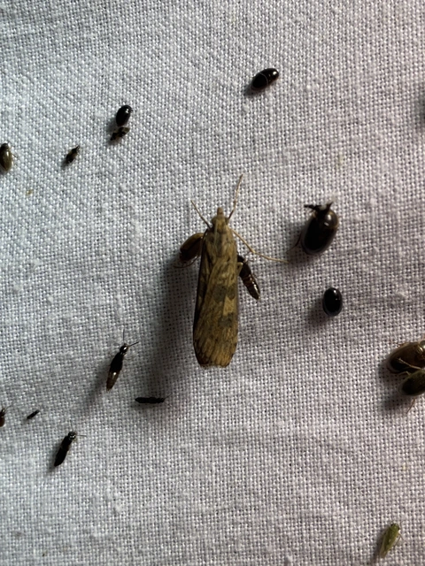 Nomophila noctuella - közönséges vándormoly