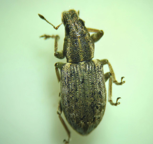 Sitona humeralis - lucerna-csipkézőbogár