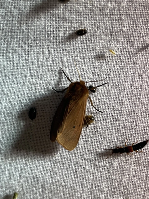 Phragmatobia fuliginosa - füstös medvelepke
