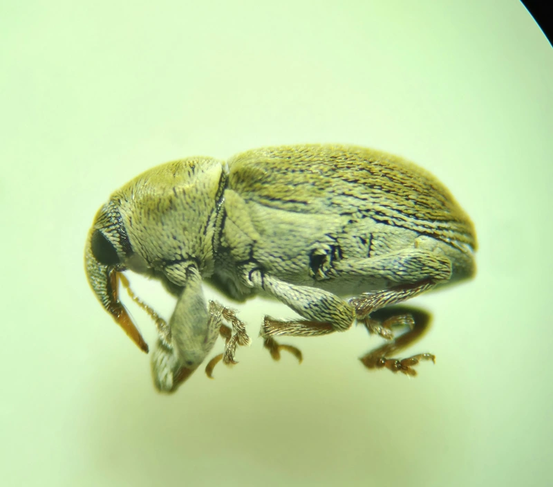 Tychius meliloti - nagyfogú tímárormányos