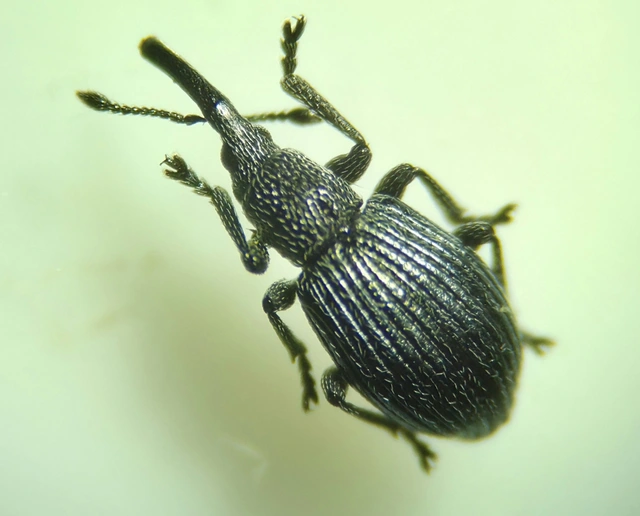 Ceratapion onopordi - szamárbogáncs-cickányormányos Ceratapion onopordi - szamárbogáncs-cickányormányos