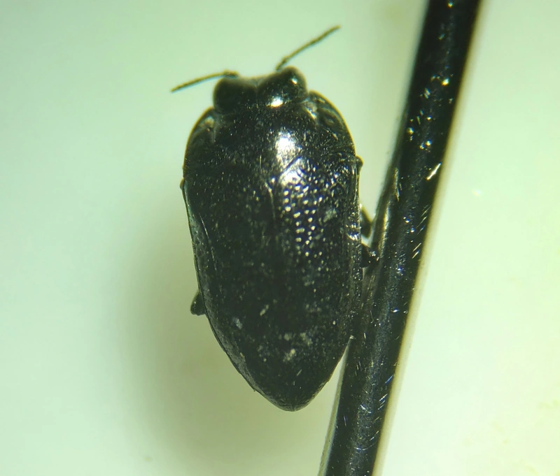 Habroloma nanum - gólyaorr-vájárdíszbogár