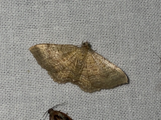 Camptogramma bilineata - kétvonalas sávosaraszoló