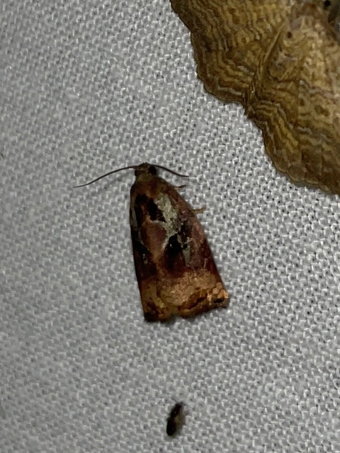Archips podana - dudvarágó sodrómoly