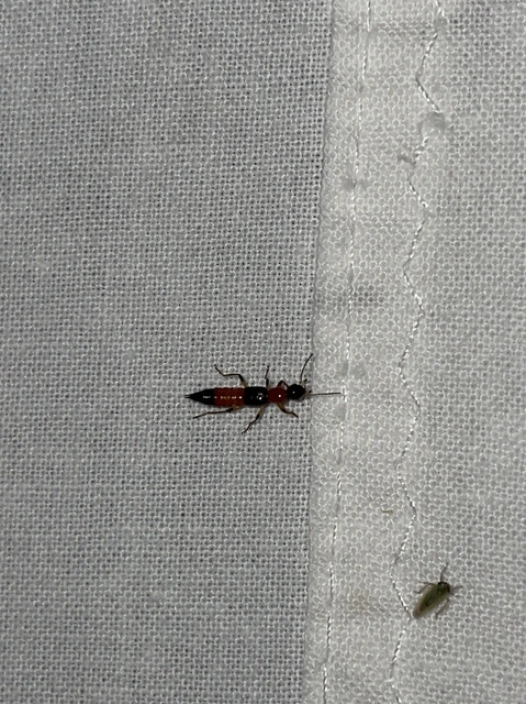 Paederus