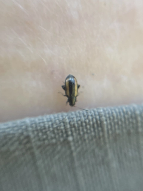 Phyllotreta vittula - muharbolha