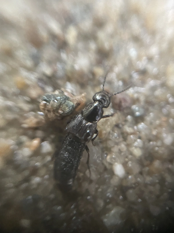 Philonthus politus - dögész ganajholyva