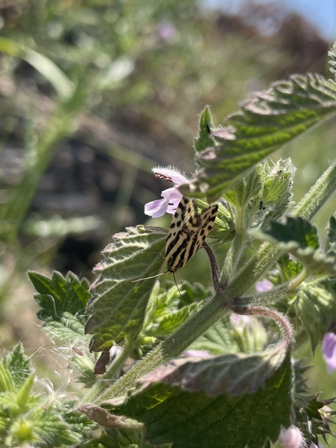 Emmelia trabealis - zebrabagoly