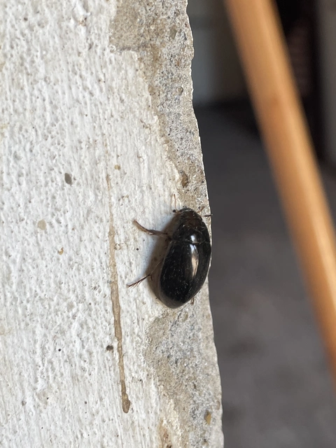 Hydrochara flavipes - sárgalábú csibor