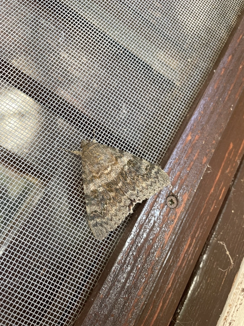 Catocala elocata - közönséges övesbagoly