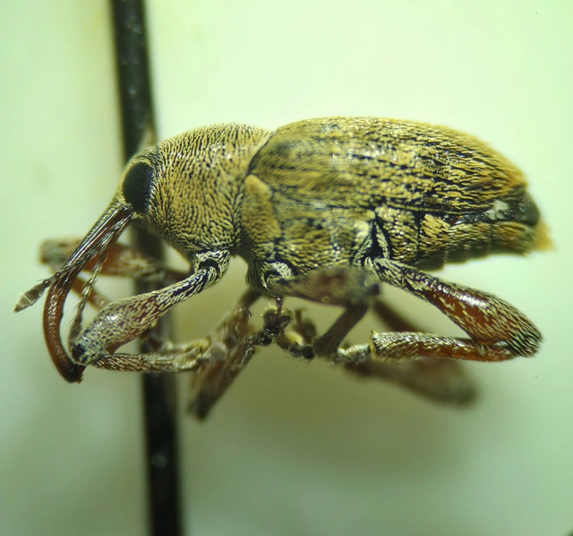 Curculio glandium - tölgymakkzsuzsóka