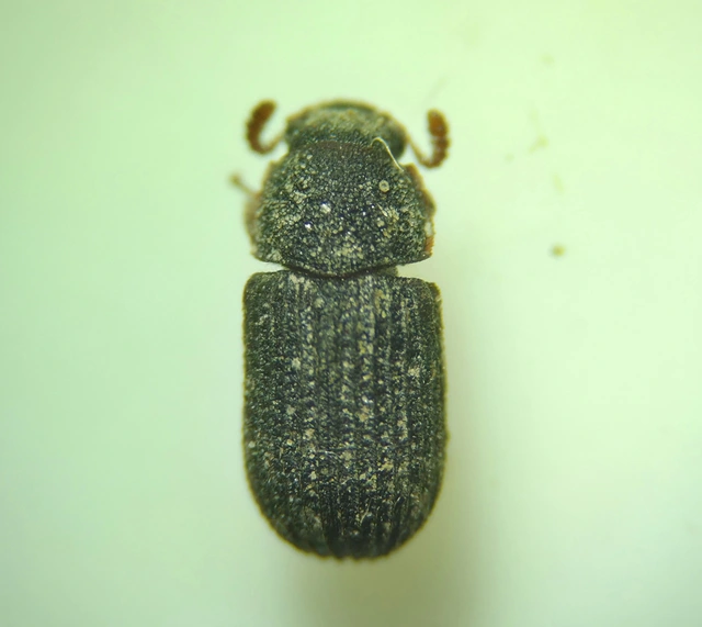 Eledona agricola