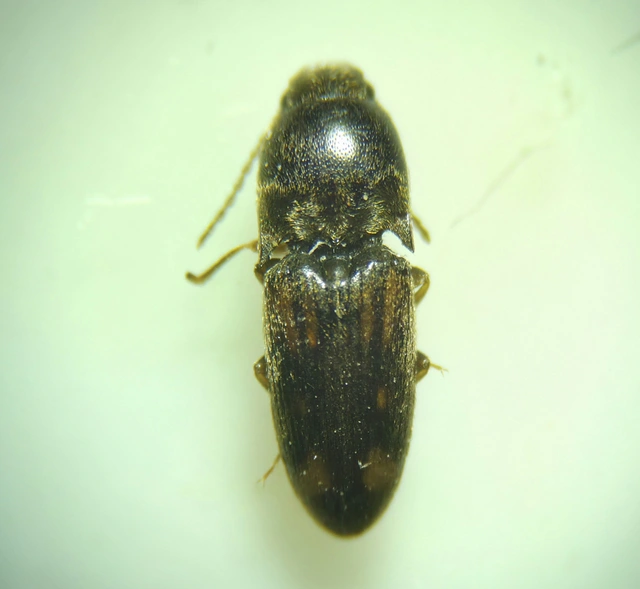 Drasterius bimaculatus - változékony pattanó