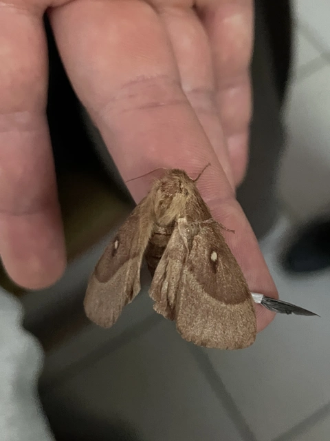 Lasiocampa trifolii - lóhereszövő