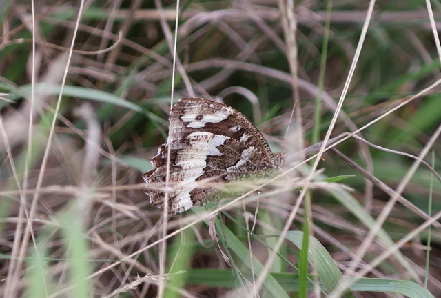 Brintesia circe - fehéröves szemeslepke
