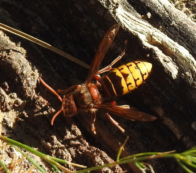 Vespa crabro - lódarázs