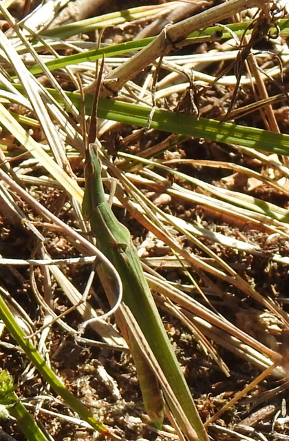Acrida ungarica - sisakos sáska