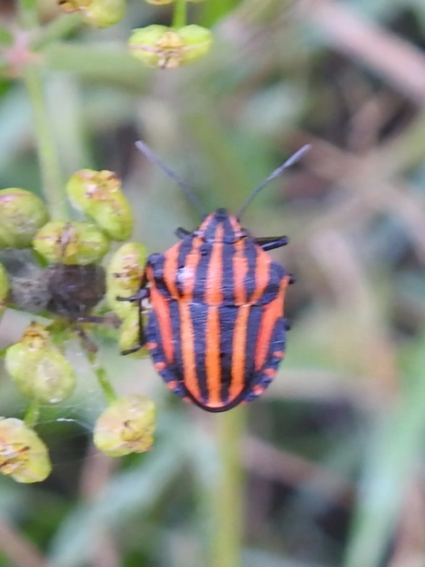 Graphosoma italicum - csíkos pajzsospoloska