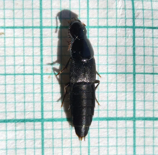 Quedius levicollis - dunántúli mohaholyva