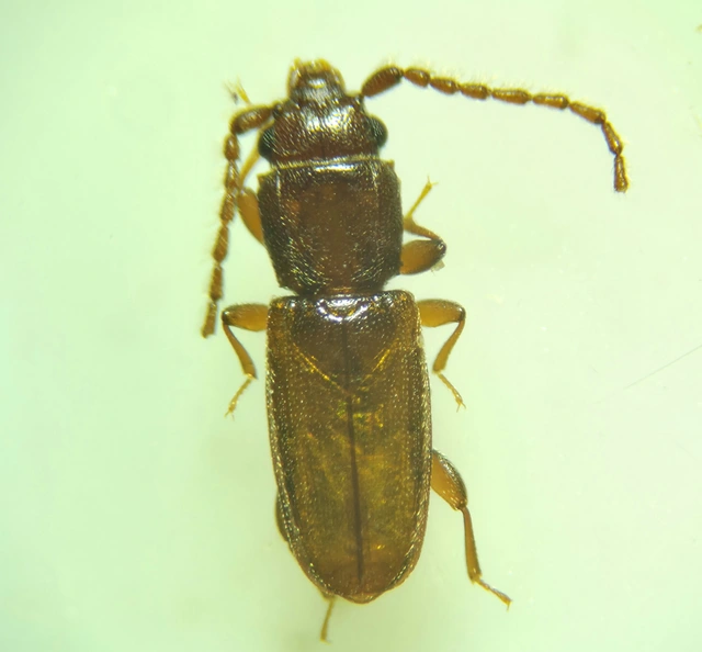 Laemophloeidae - szegélyeslapbogár-félék