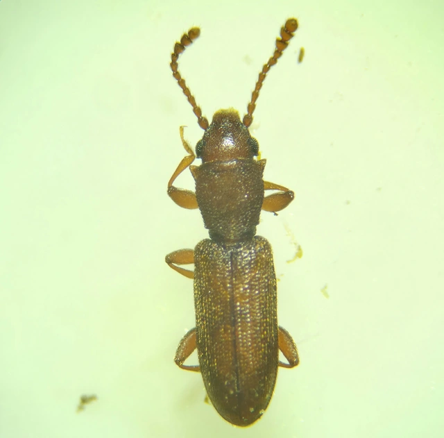 Silvanidae - fogasnyakúlapbogár-félék