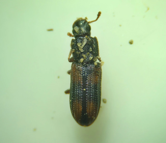 Bitoma crenata - szalagos héjbogár