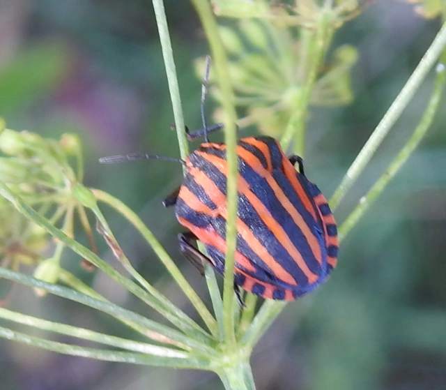 Graphosoma italicum - csíkos pajzsospoloska
