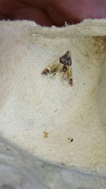 Pyralis farinalis - lisztilonca