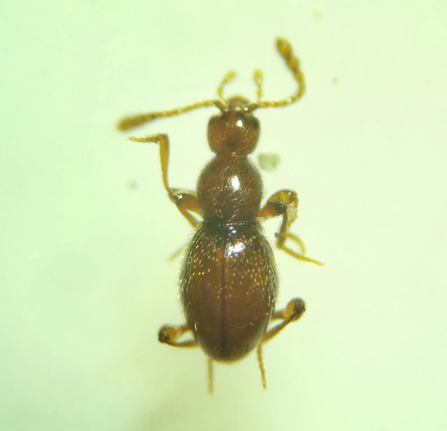 Scydmaenidae - gödörkésbogár-félék