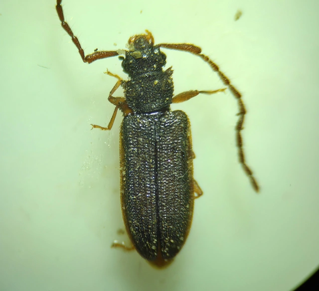 Uleiota planatus - hosszúcsápú fogasnyakú-lapbogár