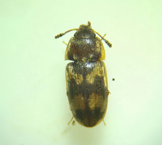 Litargus connexus - szalagos gombabogár
