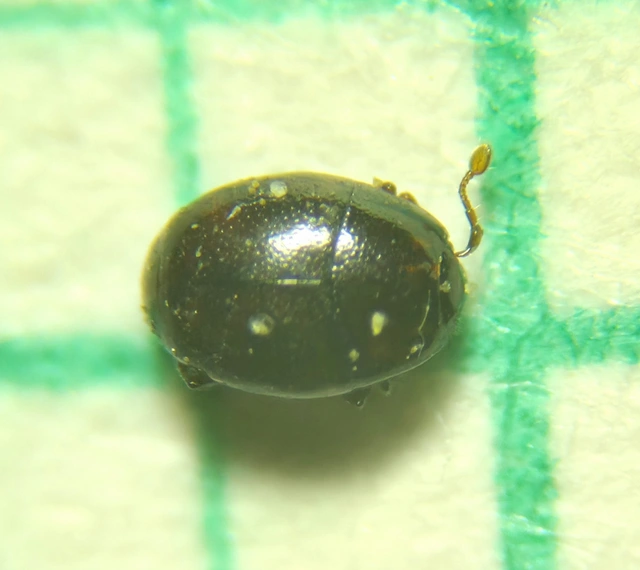 Acritus minutus - simanyakú paránysutabogár