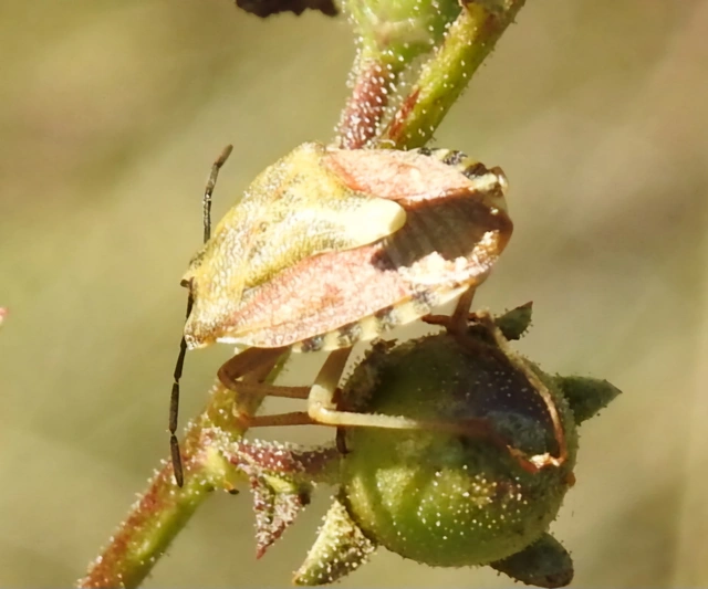 Carpocoris Carpocoris